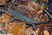 Red-bellied Newt