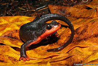 Red-bellied Newt