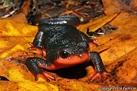 Red-bellied Newt