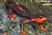 Red-bellied Newt