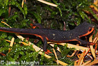 Red-bellied Newt