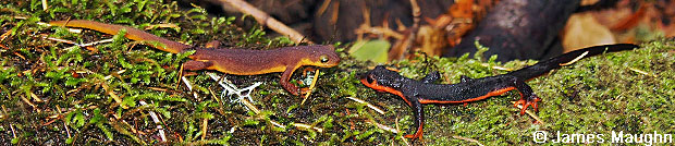 Red-bellied Newt