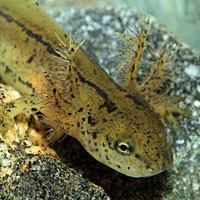 Sierra Newt Larva