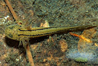 Sierra Newt Larva