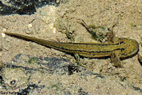 Sierra Newt Larva