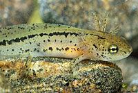 Sierra Newt Larva