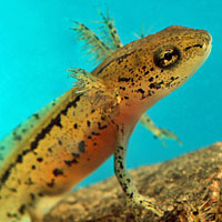 Sierra Newt Larva