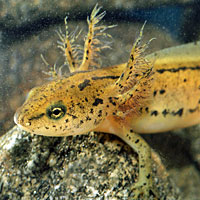 Sierra Newt Larva