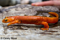 Sierra Newt