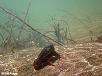 Sierra Newt