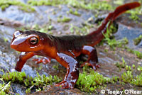 Sierra Newt