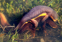 California Newts