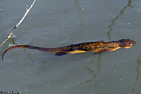 California Newt