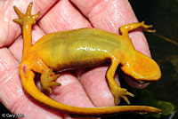 California Newt