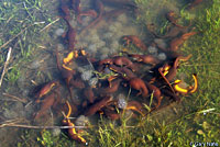 California Newts