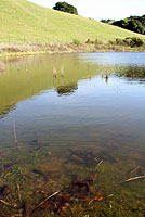 California Newts eggs