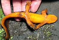 California Newt