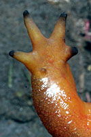 California Newt toes