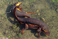 California Newts