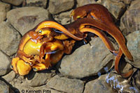 California Newts