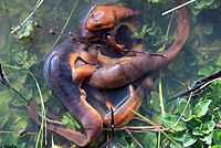 California Newts