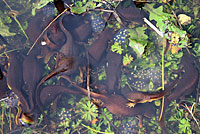 California Newts