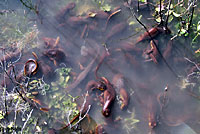 California Newts