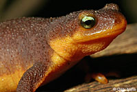 California Newt