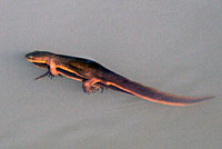 California Newt