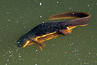 California Newt