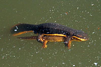 California Newt