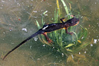 California Newt