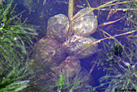 California Newt Eggs