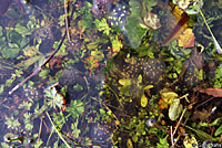 California Newt Eggs