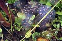 California Newt Eggs