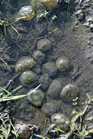 California Newt Eggs