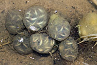 California Newt Eggs