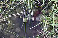 California Newt Eggs