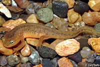 California Newt Larva