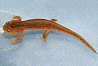 California Newt Larva