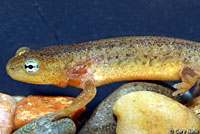 California Newt Larva