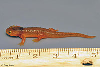 California Newt 