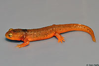 California Newt