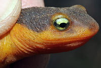 California Newt