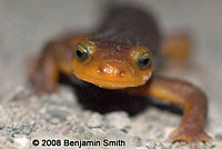 California Newt