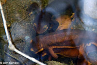 California Newts