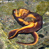 California Newts