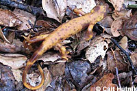 California Newt