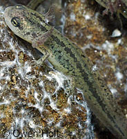 California Newt Larva