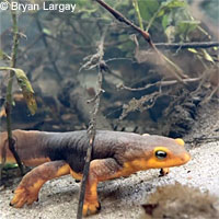 California Newt Larva